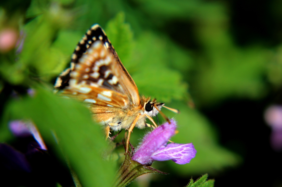 Spialia orbifer - törpe busalepke