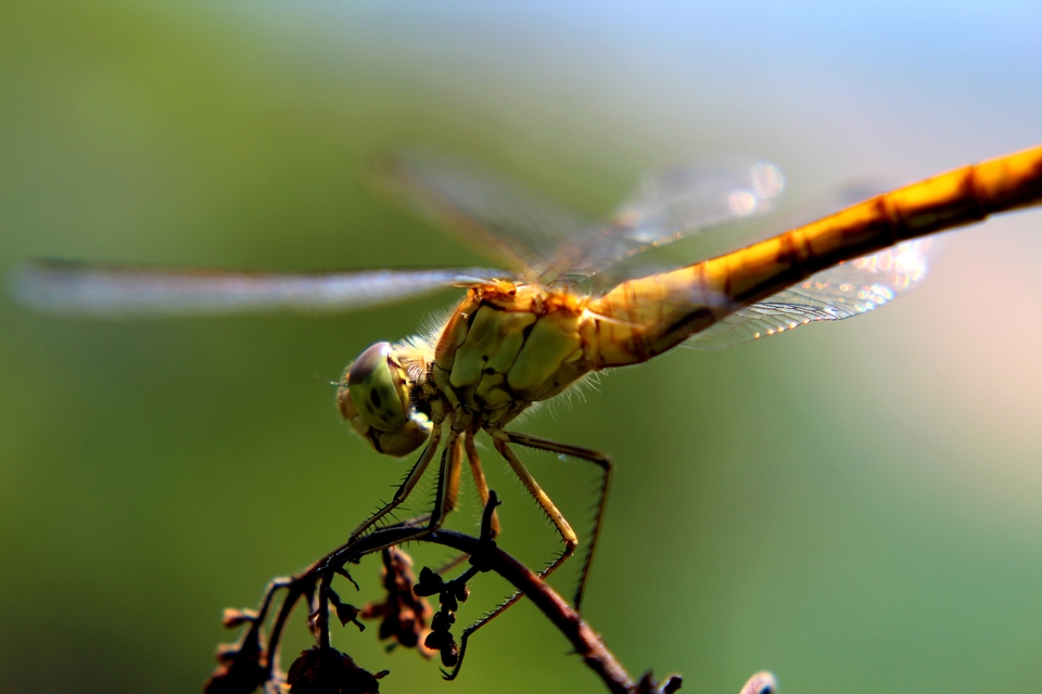 Sympetrum meridionale - fakó katona-szitakötő
