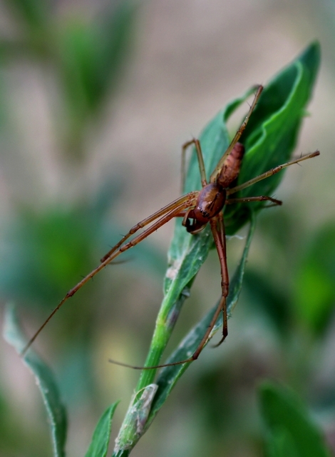 Linyphia triangularis - háromszöges vitorláspók