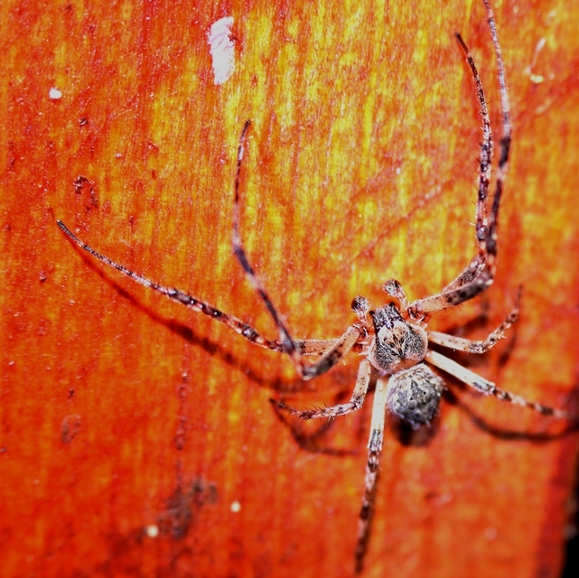 Larinioides ixobolus - ereszalji keresztespók