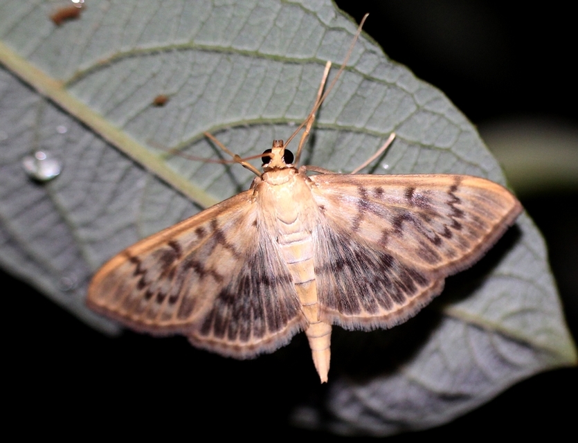 Patania ruralis - csalánevő tűzmoly