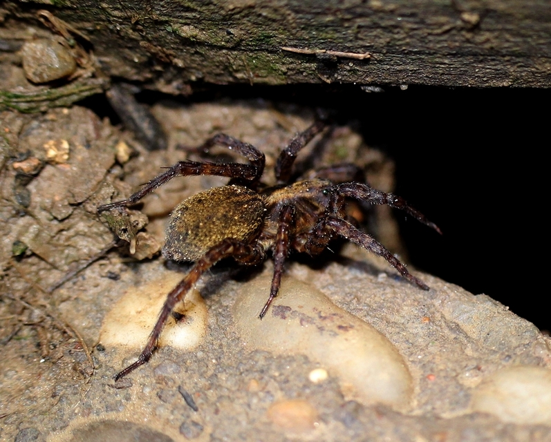 Trochosa