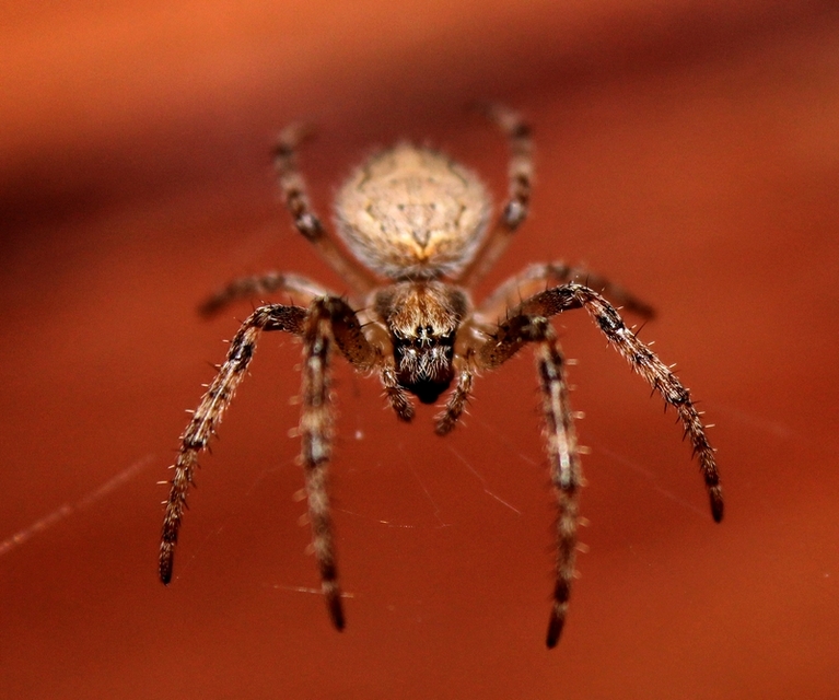 Larinioides ixobolus - ereszalji keresztespók