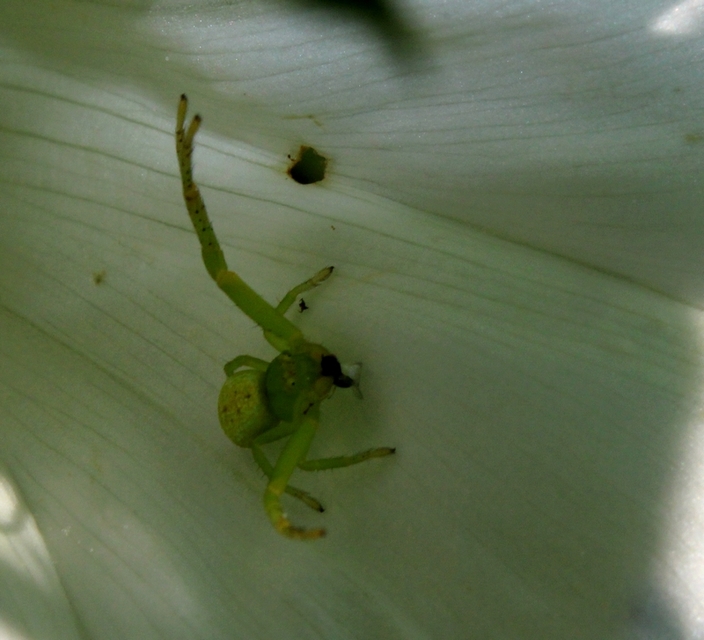 Ebrechtella tricuspidata - alakoskodó karolópók