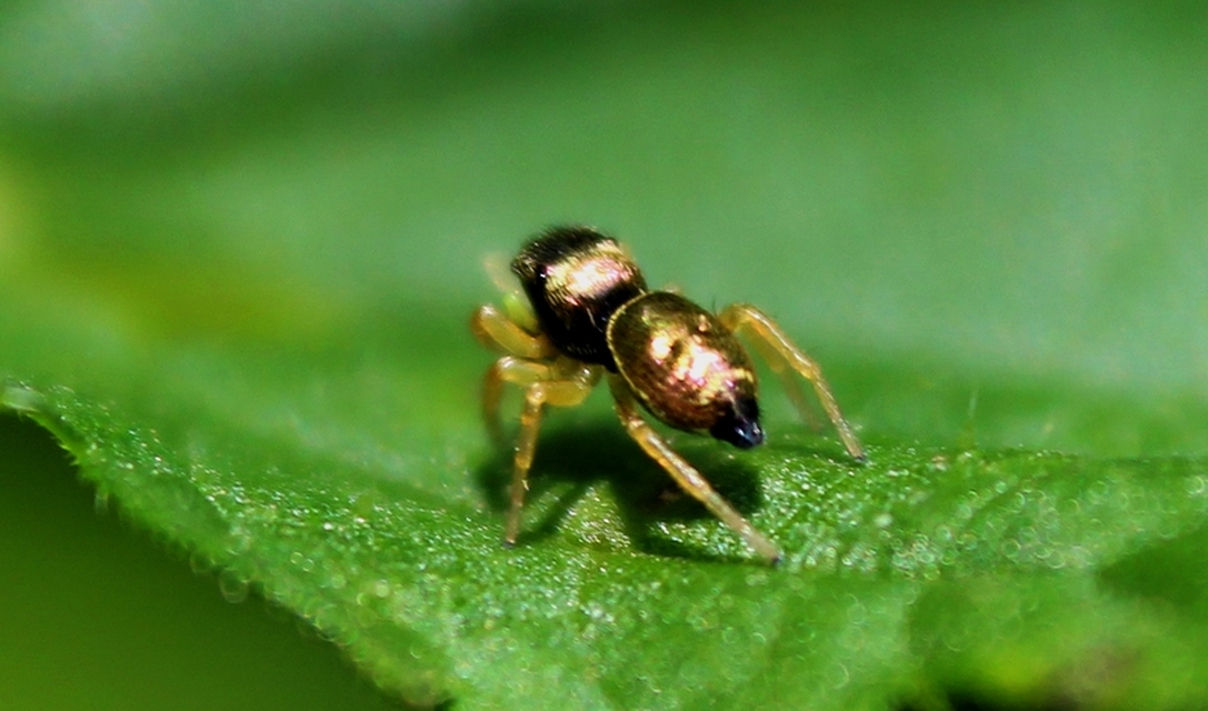 Heliophanus