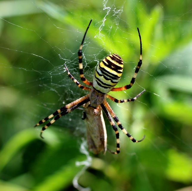Argiope bruennichi - darázspók