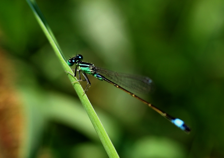 Ischnura elegans pontica - kéköves légivadász