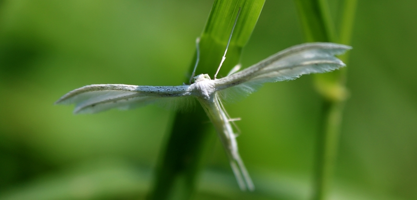Pterophoridae - tollasmolyfélék