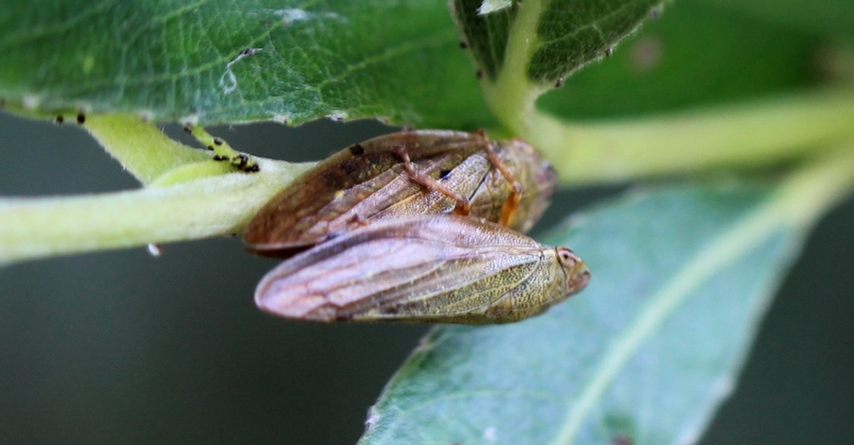 Aphrophora salicina