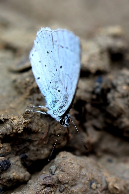 Celastrina argiolus - bengeboglárka