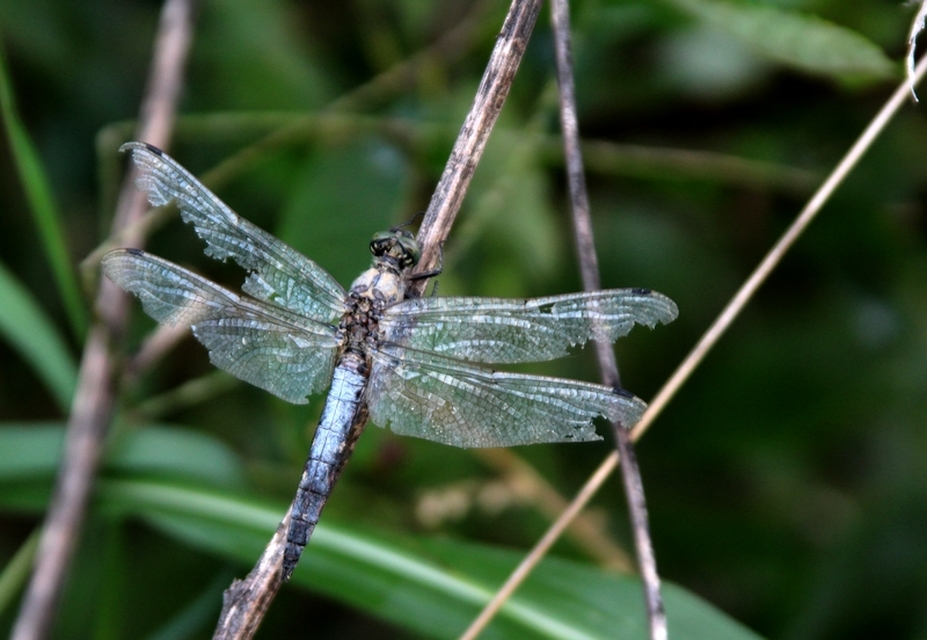 Orthetrum cancellatum - feketefarkú pásztorszitakötő