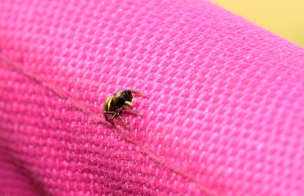 Heliophanus cupreus - rezes ugrópók
