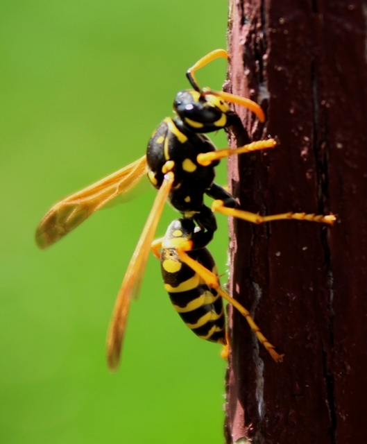 Polistes dominulus - déli papírdarázs