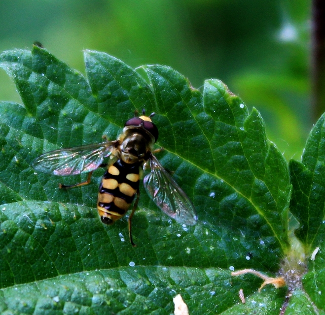 Eupeodes