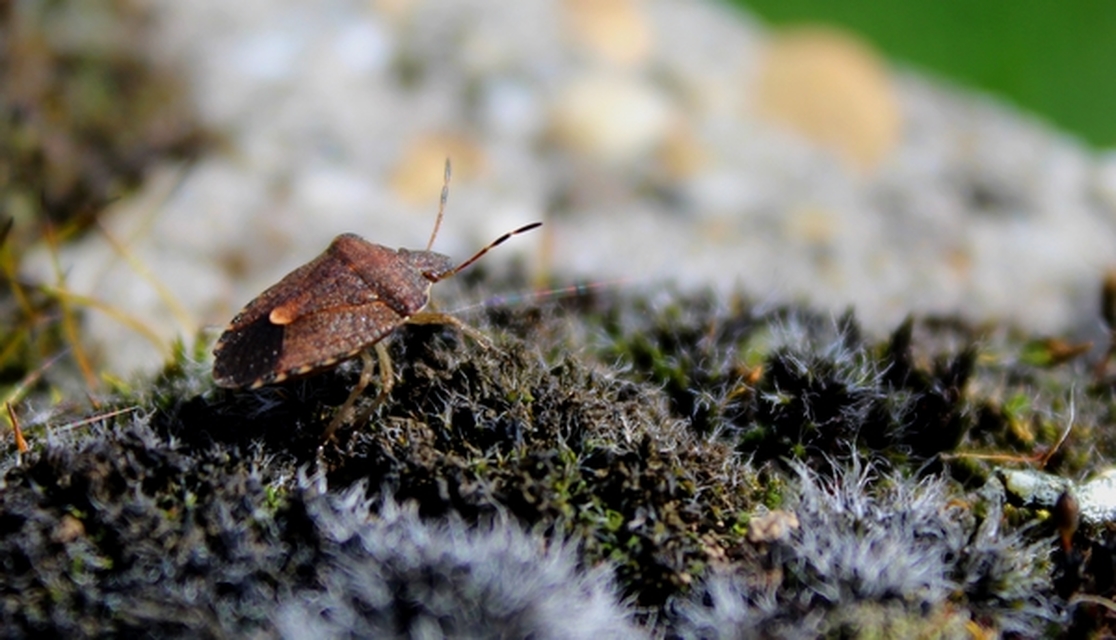 Peribalus strictus - tavaszi címerespoloska Peribalus strictus - tavaszi címerespoloska