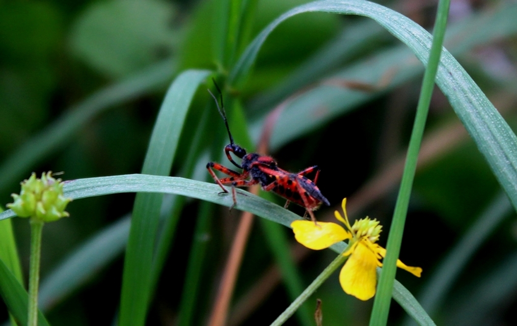 Rhynocoris iracundus - közönséges gyilkospoloska