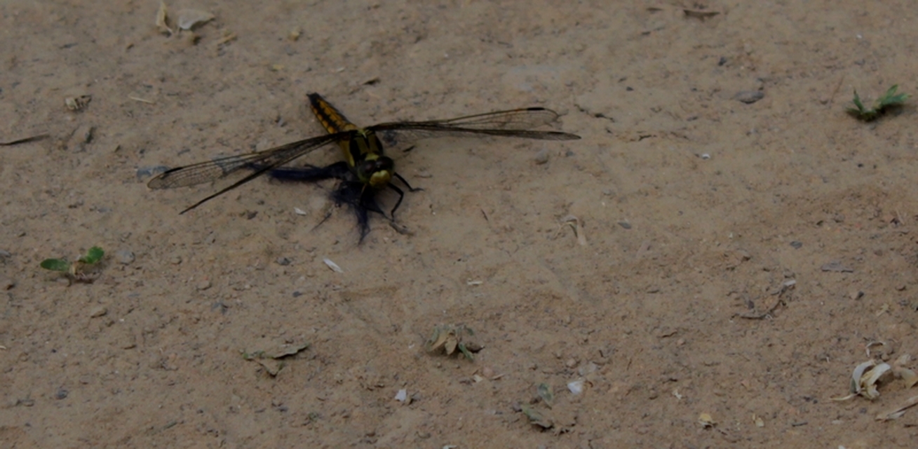 Orthetrum cancellatum - feketefarkú pásztorszitakötő