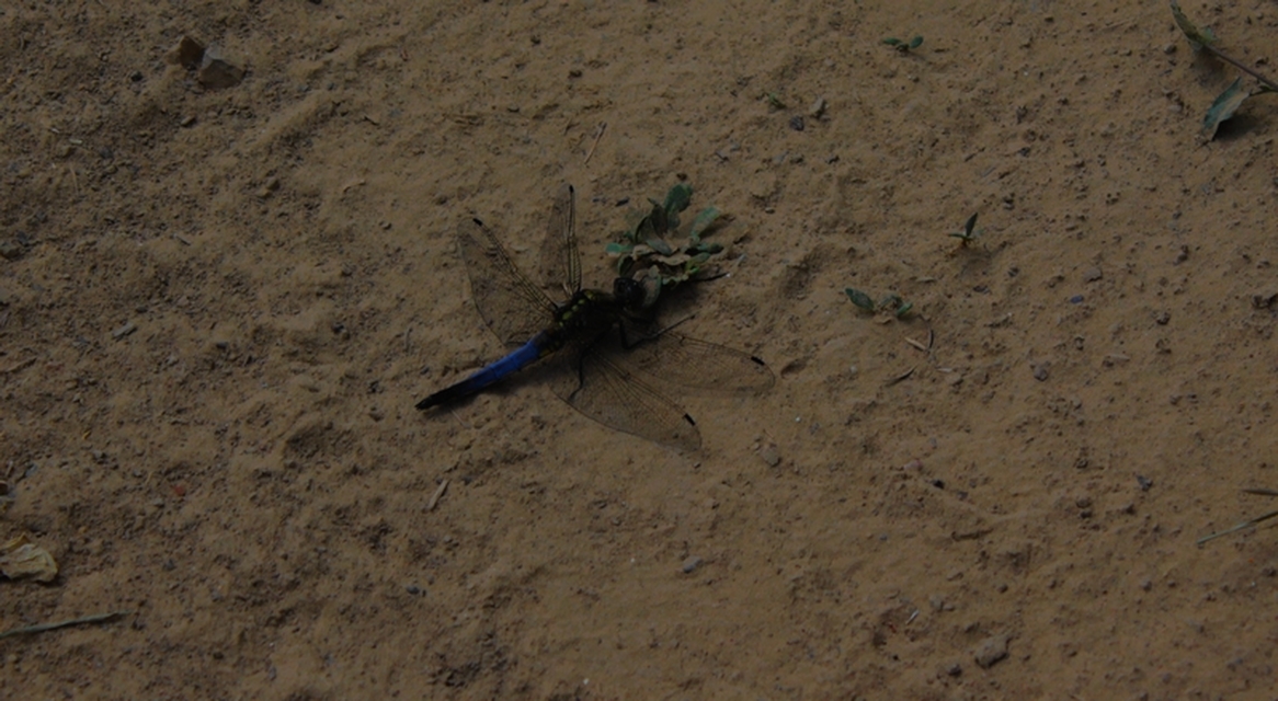 Orthetrum cancellatum - feketefarkú pásztorszitakötő