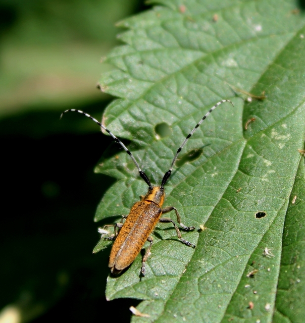 Agapanthia villosoviridescens - fehérgyűrűs bogáncscincér