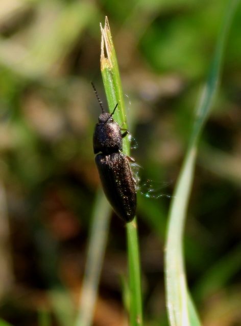 Cidnopus pilosus - szőrös pattanó