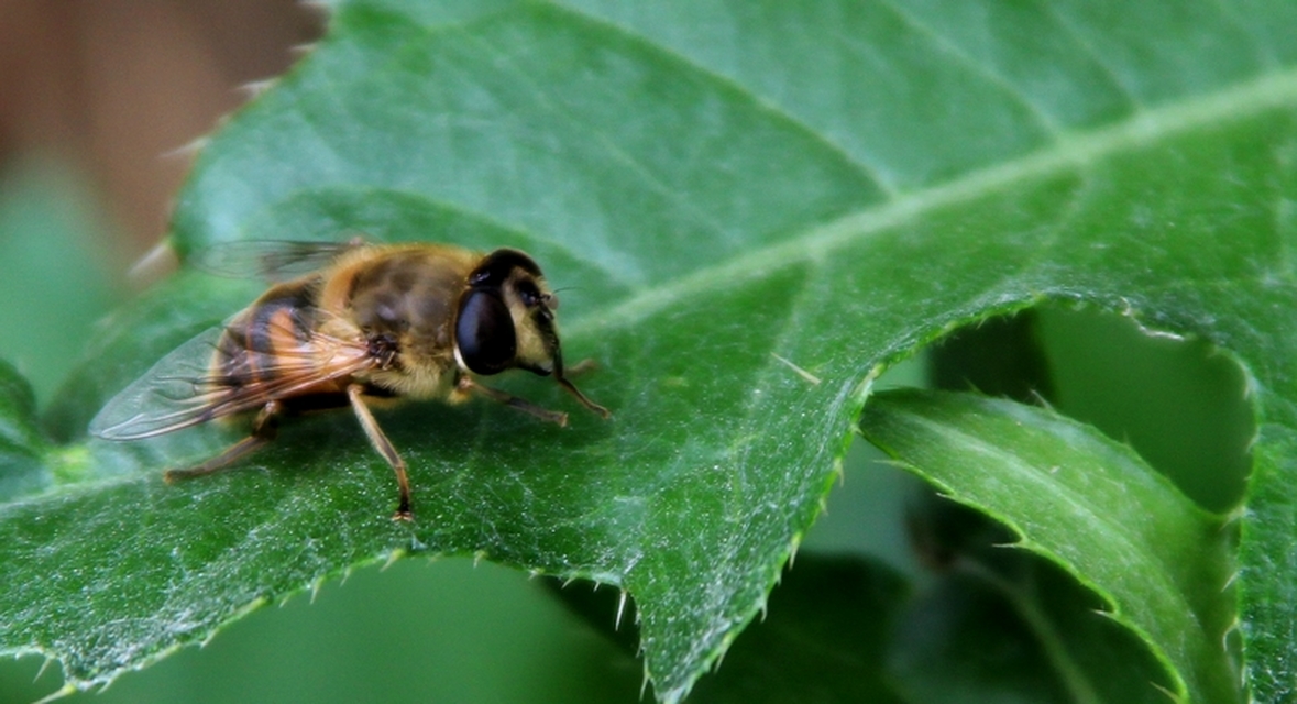 Eristalis