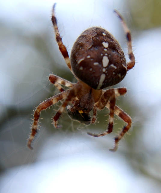 Araneus diadematus - koronás keresztespók