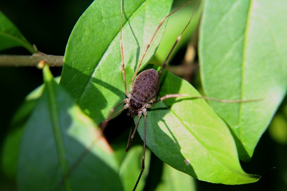 Opiliones - Kaszáspókok