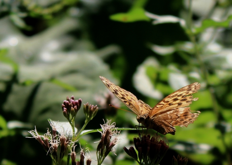 Argynnis paphia - nagy gyöngyházlepke