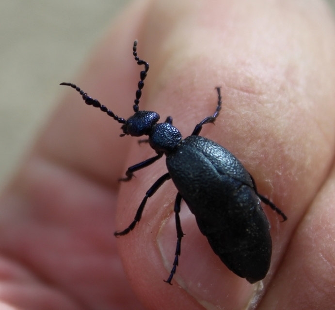 Meloe proscarabaeus - közönséges nünüke