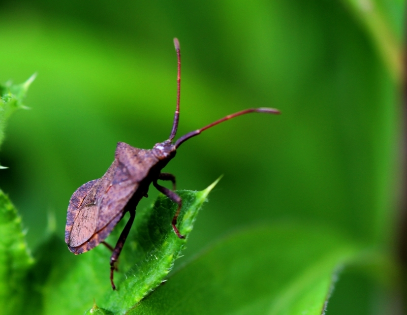Coreus marginatus - közönséges karimáspoloska