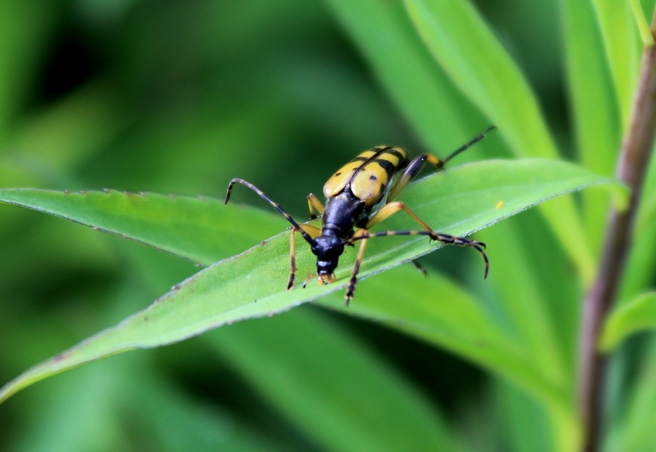 Rutpela maculata - tarkacsápú karcsúcincér