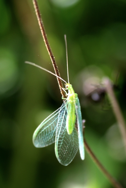 Chrysopidae - zöldfátyolkák