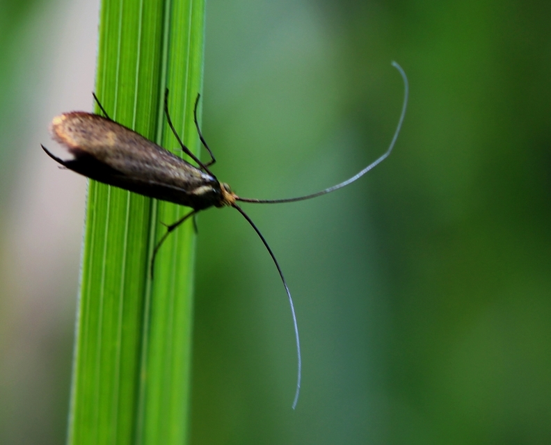 Adelidae - hosszúcsápú-tőrösmolyfélék