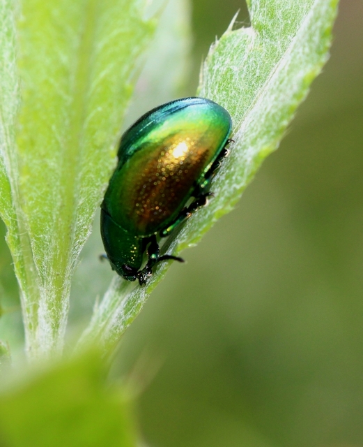 Chrysolina herbacea - zöld mentalevelész