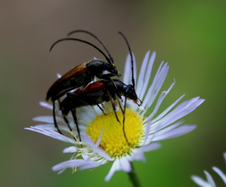 Stenurella melanura - feketevégű karcsúcincér
