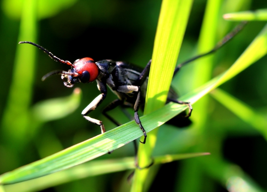 Epicauta rufidorsum - hollóbogár