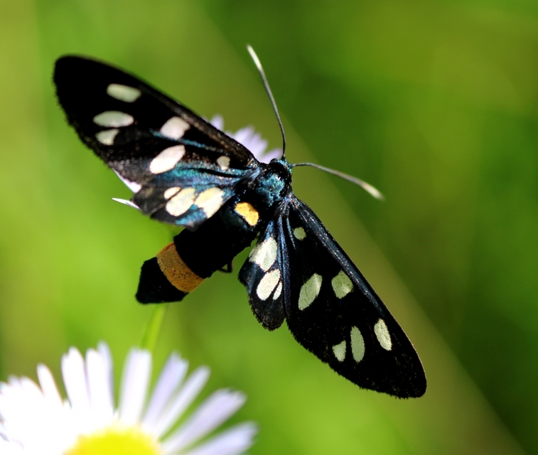 Amata phegea - fehérpettyes álcsüngőlepke