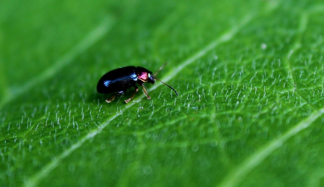 Crepidodera