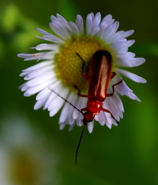 Rhagonycha fulva - feketevégű lágybogár