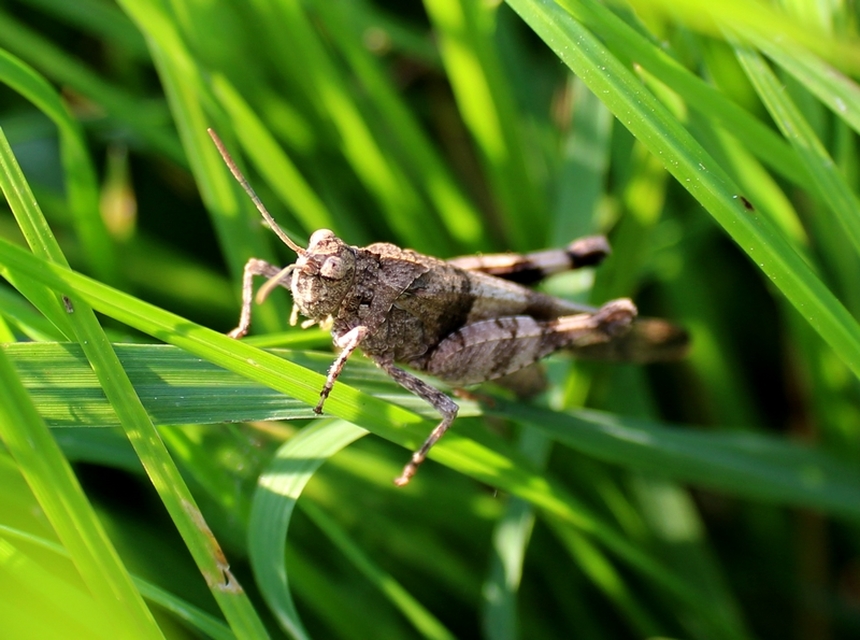 Oedipoda caerulescens - kékszárnyú sáska