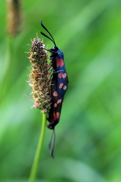 Zygaena filipendulae - acélszínű csüngőlepke