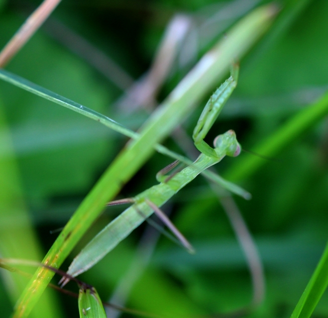 Mantis religiosa - imádkozósáska