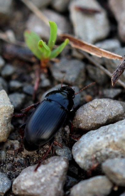 Harpalus