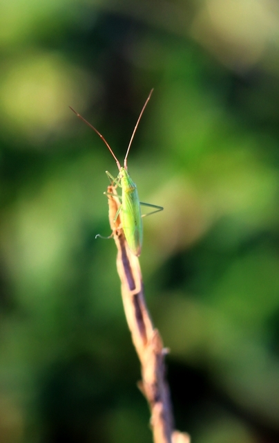 Trigonotylus