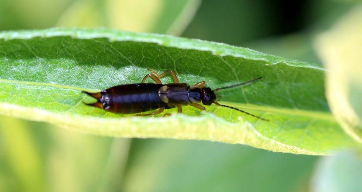 Forficula auricularia - közönséges fülbemászó