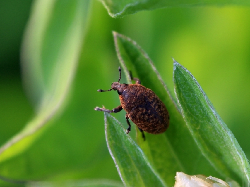 Larinus obtusus - imola-púderbarkó