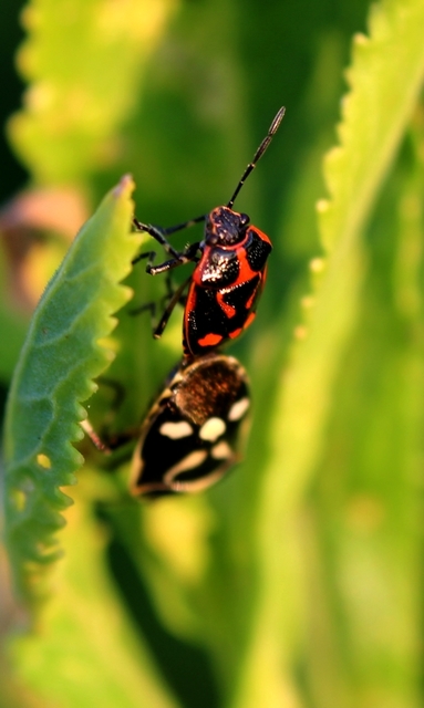 Eurydema oleracea - paréjpoloska Eurydema oleracea - paréjpoloska