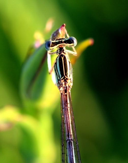 Platycnemis pennipes - széleslábú szitakötő