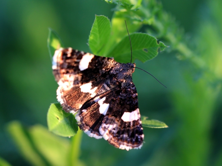 Tyta luctuosa - fekete nappalibagoly