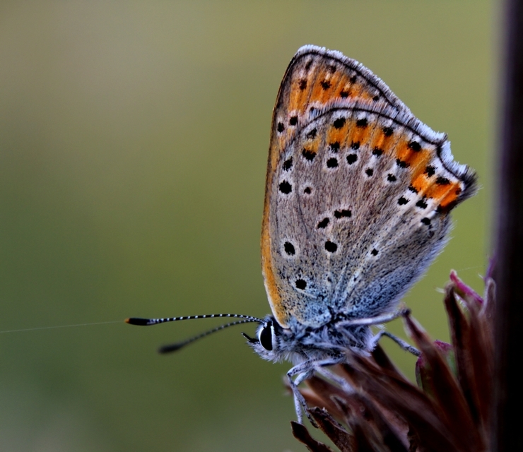 Lycaena thersamon - kis tűzlepke